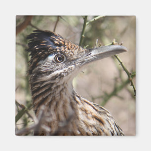 Un plus grand aimant de Roadrunner