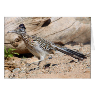 Un plus grand Roadrunner