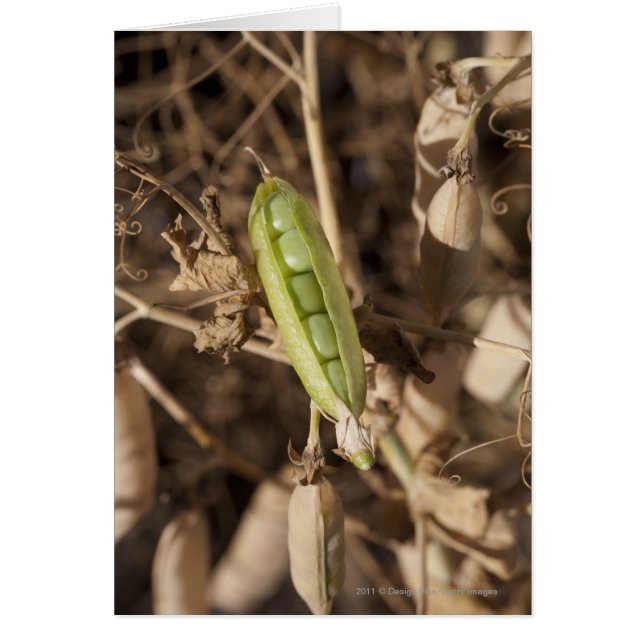 Un Pois Vert Sur Un Plante De Pois Séché (Devant)