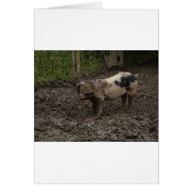 Un porc en canard (Devant)