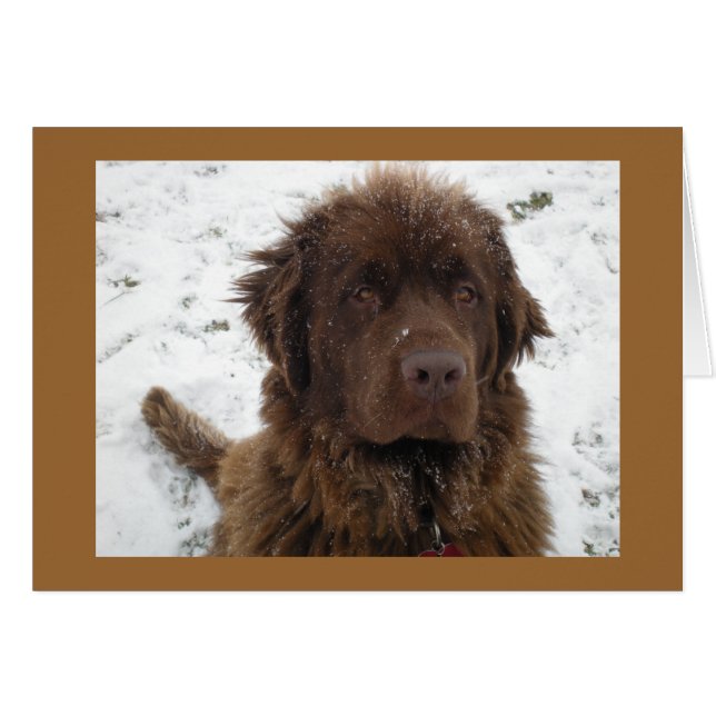 Un Posey D'Hiver (Devant Horizontal)