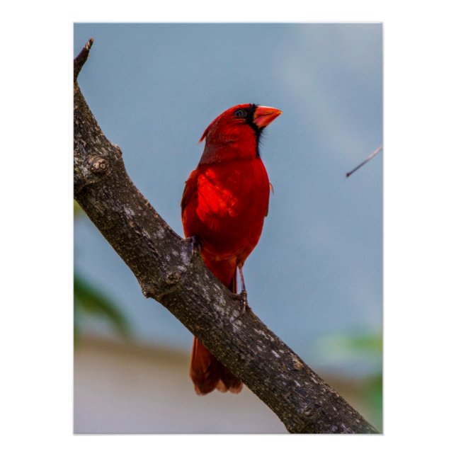 Un poster cardinal 20 x 26.67 (Devant)