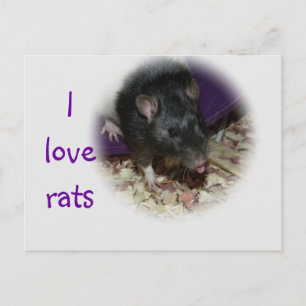 Un rat mignon qui sort sa carte postale