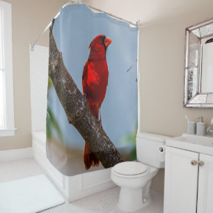 Un rideau de douche au cardinal