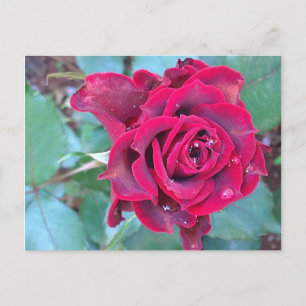 Un Rose au Kenya Carte postale