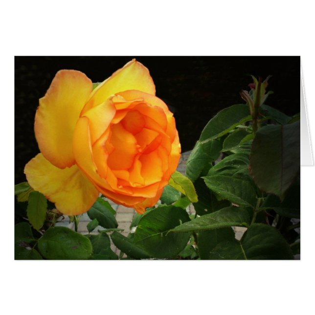 Un rose pour mon frère (Devant horizontal)