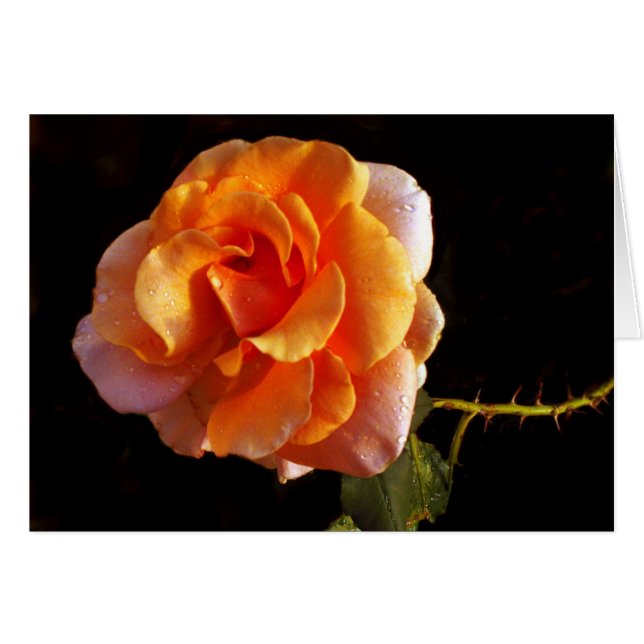 Un rose toujours (Devant horizontal)