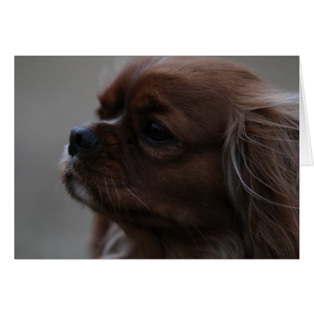 Un rubis Cavalier roi Charles Spaniel (Devant horizontal)