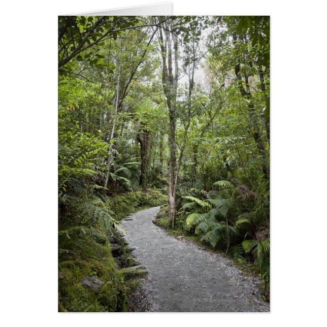 Un sentier à travers une forêt tropicale au pied d (Devant)