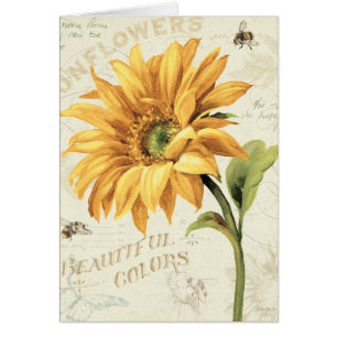 Un tournesol en pleine floraison