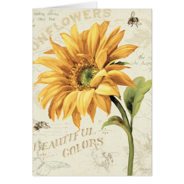 Un tournesol en pleine floraison (Devant)