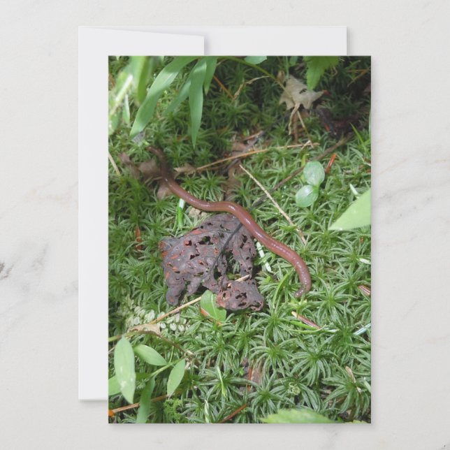 Un ver de terre (Devant)