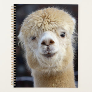 Un visage mignon et duveteux d'alpaca