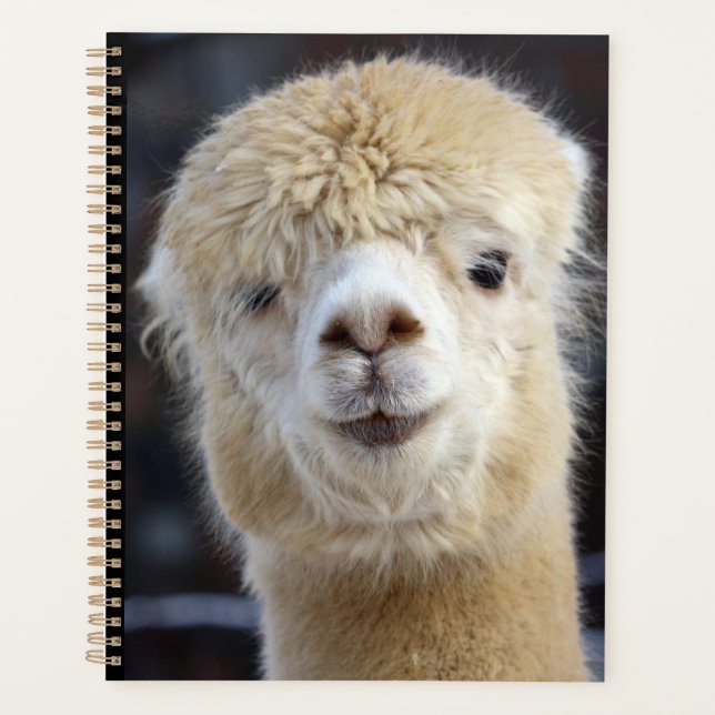 Un visage mignon et duveteux d'alpaca    (Devant)