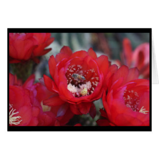 Une abeille et un cactus