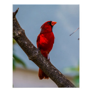 Une affiche brillante de Cardinal 20 x 25