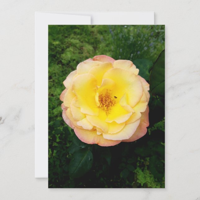 Une belle carte blanche Rose de jardin et d'insect (Devant)