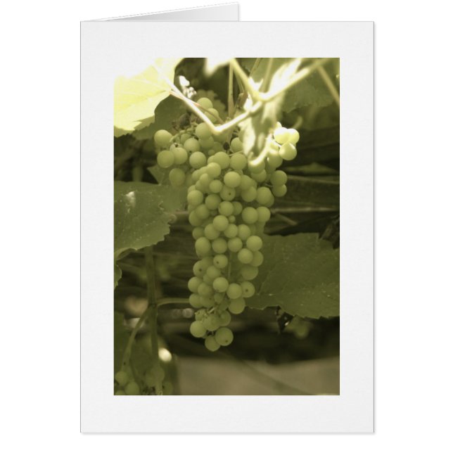 Une belle grappe de raisins (Devant)