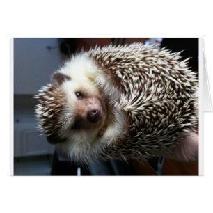 Une boule de Spike