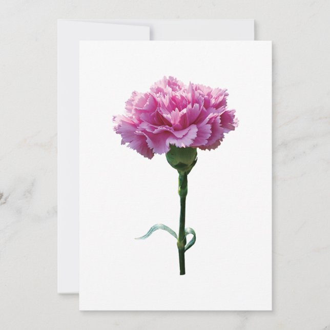 Une carnation rose (Devant)