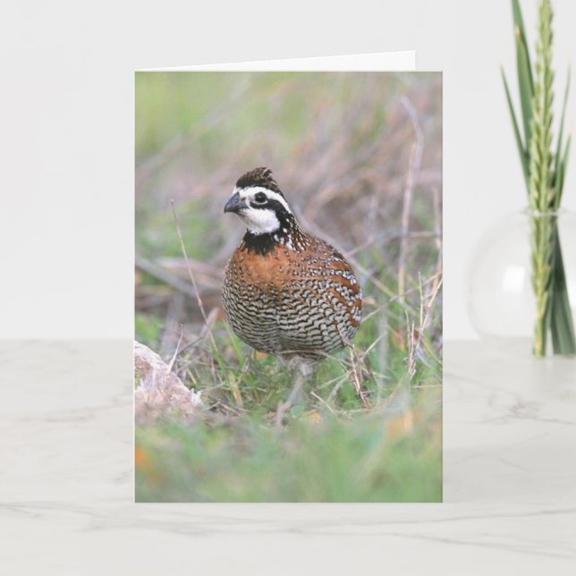 Une Carte De Salutation Homme Bobwhite Quail. (Devant)