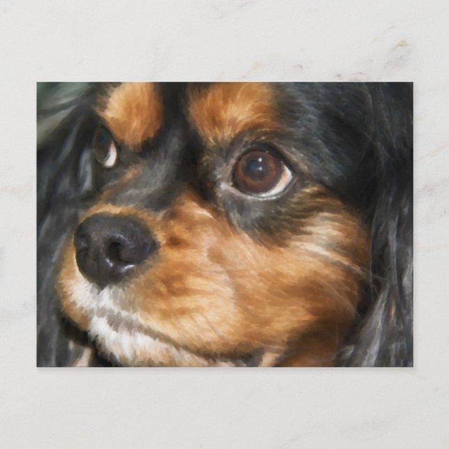 Une carte postale Cavalier King Charles Spaniel ch (Devant)