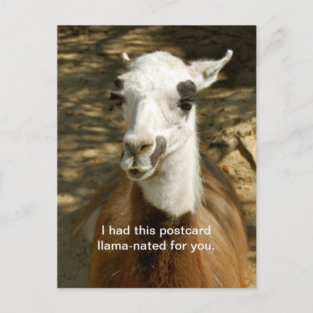 Une carte postale d'animal amusant, nommée Llama.  (Devant)