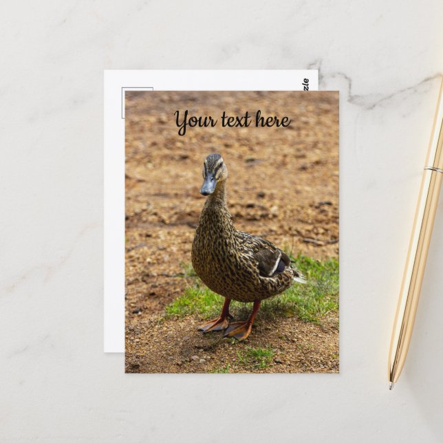 Une carte postale de canard colvert (Devant/Arrière en situation)