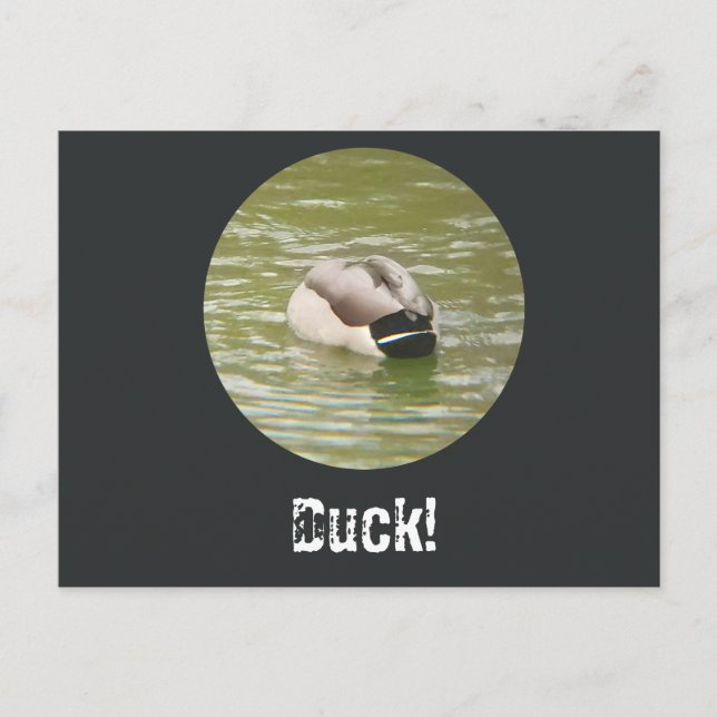 Une carte postale de canard qui canarde (Devant)