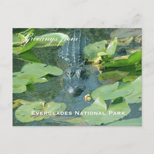 Une carte postale du parc national des Everlages (Devant)