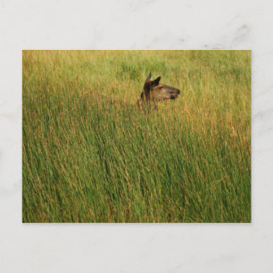 Une carte postale rapide