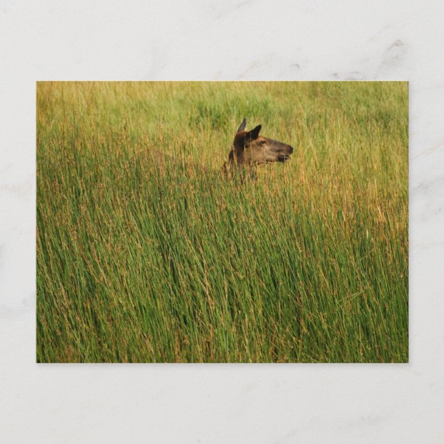 Une carte postale rapide (Devant)