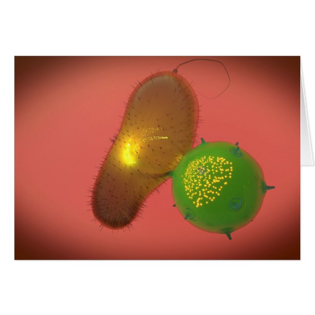 Une Cellule Tueuse Naturelle Injecte La Toxine (Devant horizontal)