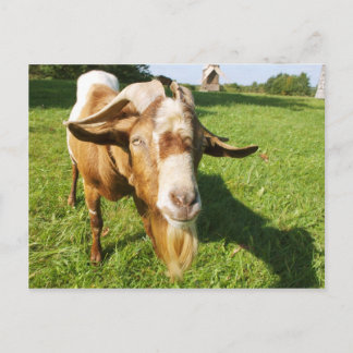 Une chèvre - carte postale