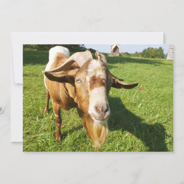 Une chèvre - invitation (Devant)