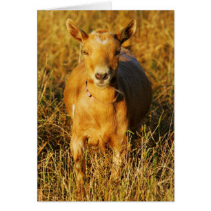 Une chèvre mignonne