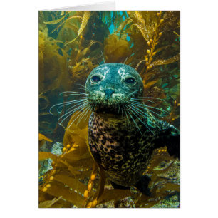 Une Curieuse Forêt De Kelp De Phoque Portuaire P