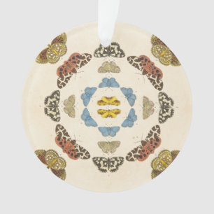 Une description rare des papillons et des mites