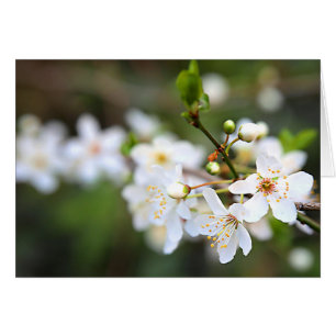 Une éclaboussure de ressort