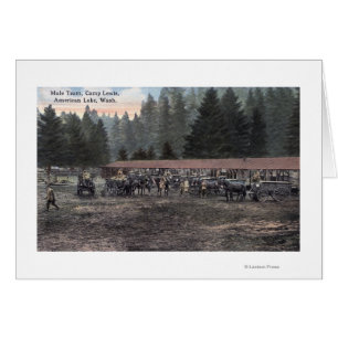 Une équipe de Mule au Camp Lewis