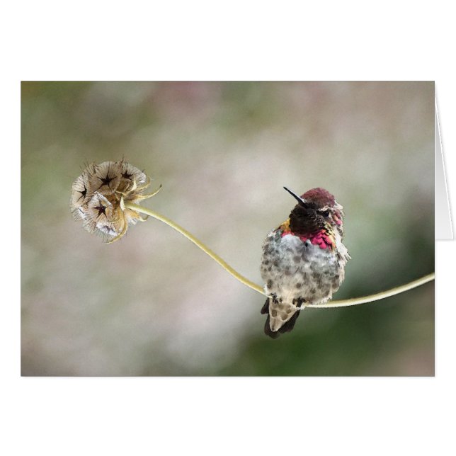 une étoile est née (Devant Horizontal)