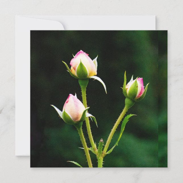 Une fleur de rosebud (Devant)