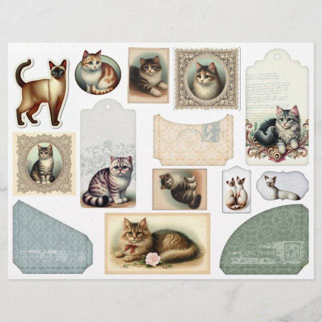 Une grande enveloppe plus de beaux chats dans des  (Devant)