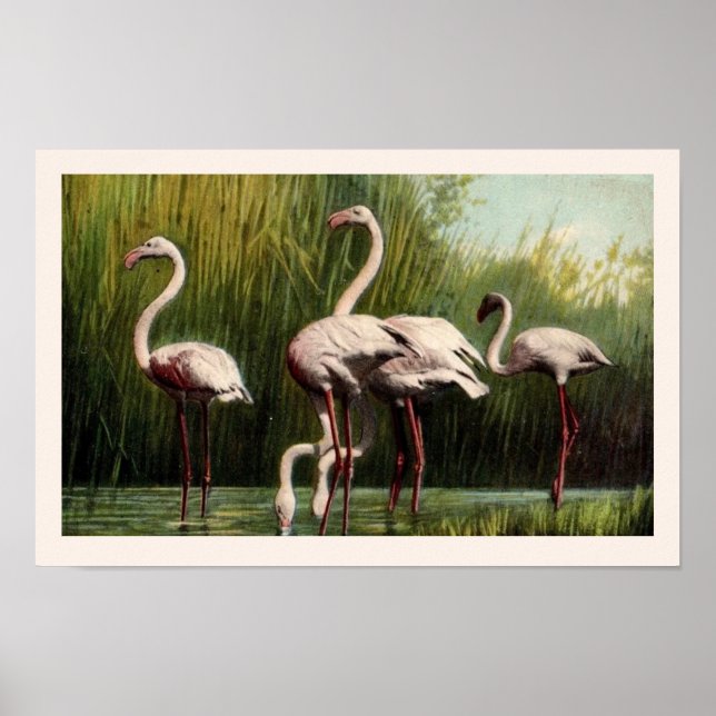 Une impression de flamant rose vintage (Devant)