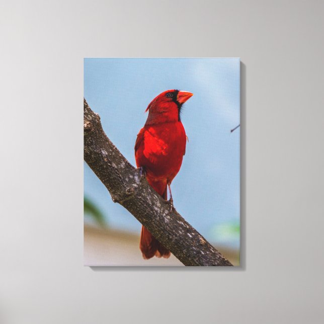 Une impression sur toile étirée de 18 x 24 Cardina (Recto)