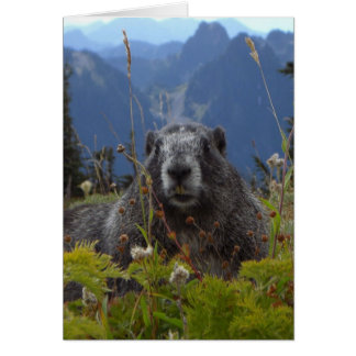 Une marmotte au Paradis dans le Parc National du M