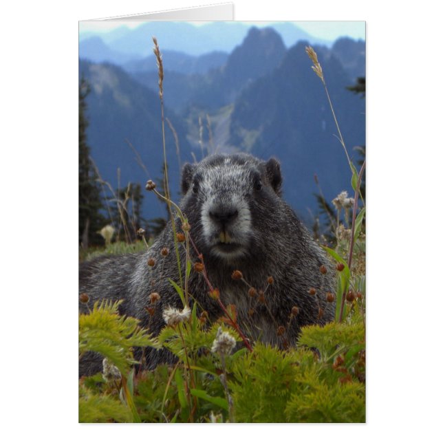 Une marmotte au Paradis dans le Parc National du M (Devant)