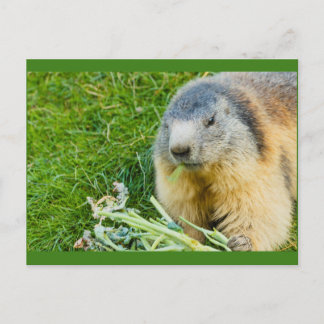 une marmotte sociale sur invitation carte postale