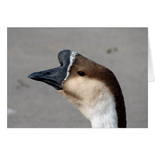 Une oie dans le parc