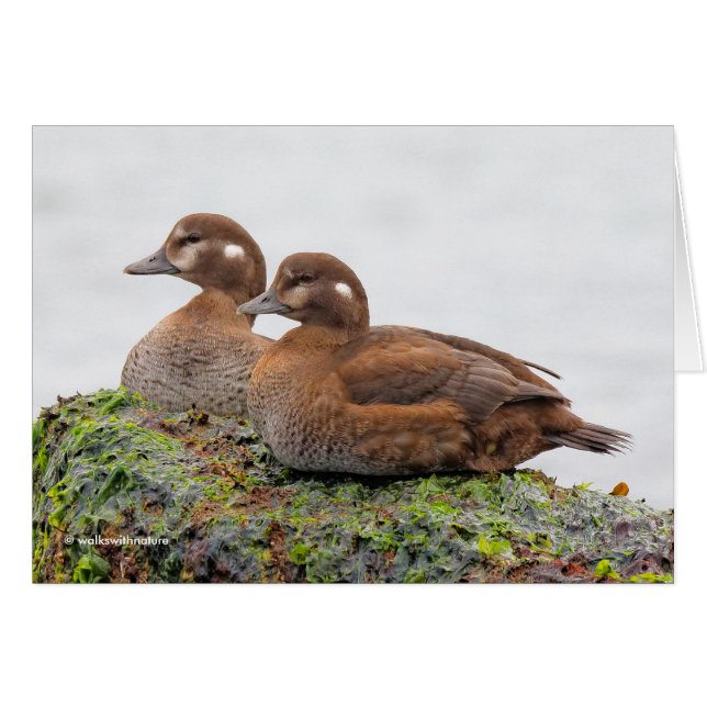 Une paire de canards arlequins sur les rochers (Devant horizontal)